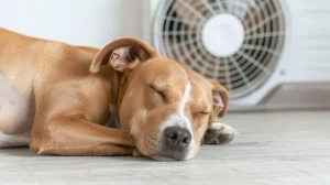 Ar-condicionado faz mal para cachorro? Confira se é mito ou verdade